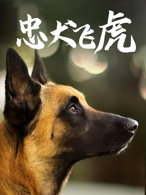 忠犬飞虎（33集）在线观看全集