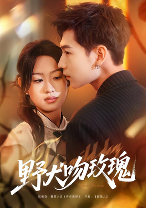 野犬吻玫瑰（70集）短剧推荐分享