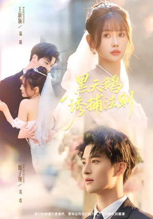 黑天鹅诱捕法册封面