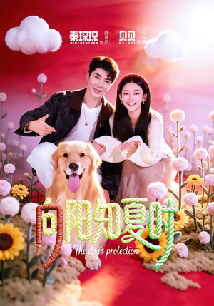 向阳知夏时封面