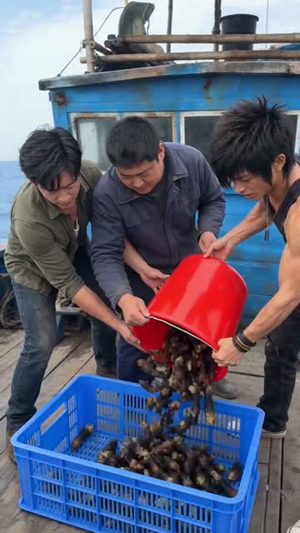 别人赶海靠运气，我靠系统报点发家致富（80集）短剧全集更精彩