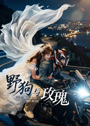 野狗与玫瑰（30集）追短剧关注我